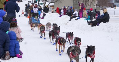 سباق تزلج كلاب تجر عربات فى ولاية ألاسكا الأمريكية