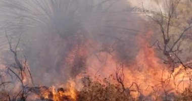 اندلاع حريق في أشجار بجوار الطريق الدائرى بكفر غطاطى والإطفاء تحاول إخماده