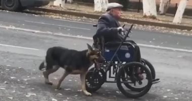 "الصديق وقت الشدة".. كلب يساعد صاحبه القعيد ويدفعه بكرسى متحرك فى الشوارع