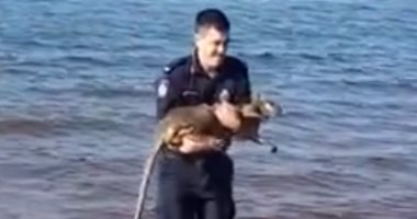 ضابط شرطة أسترالى ينقذ "كنغر" قفز فى الماء خلال مروره بدورية أمنية.. فيديو