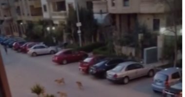 قارئ يشكو انتشار الكلاب الضالة بمدينة العبور