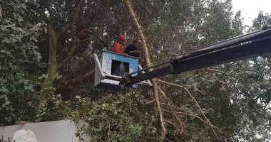 محافظة سوهاج: إزالة الأشجار والنخيل التى تسبب خطرا على المارة.. صور
