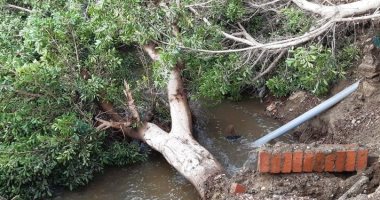 صور.. سقوط شجرة بقرية كفر أيوب بالشرقية يتسبب فى كسر ماسورة خط مياه