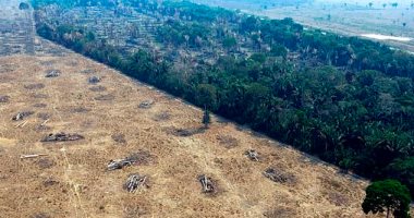 تحذيرات.. إزالة غابات الأمازون ترتفع 70% فى يناير وفبراير من 2020