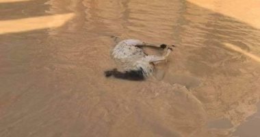 أهالى قرية الديسمى يشكون من هدم المنازل وغرقها بسبب مياه الأمطار