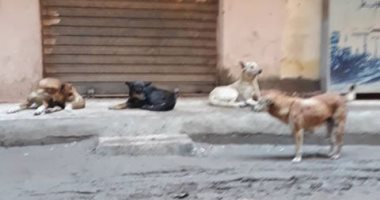 شكوى من انتشار الكلاب الضالة بشارع الشيخ المنصور فى عزبة النخل بالقاهرة
