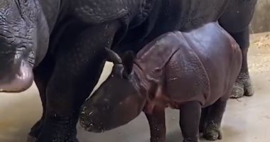 مداعبة طريفة بين وحيد القرن وصغيرها فى حديقة حيوان Denver Zoo.. فيديو