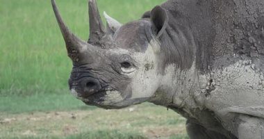 الاتحاد الدولى لحفظ الطبيعة: أعداد وحيد القرن الأفريقي تزداد 2.5% سنويا