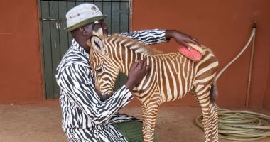 عمال بمنظمة تهتم بالحياة البرية فى كينيا يرتدون زى "الحمار الوحشى".. اعرف القصة
