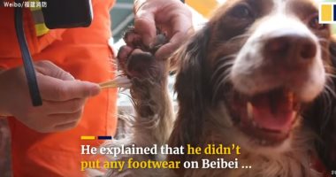 قصة "الكلب البطل"..ساهم فى إنقاذ مرضى فندق الحجر الصحى بالصين بعد انهياره "فيديو"