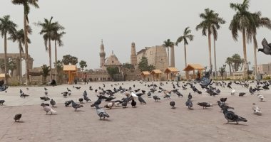 الحمام ينتشر بساحة مسجد أبو الحجاج بدلا من المصلين وقت الجمعة بالأقصر..صور