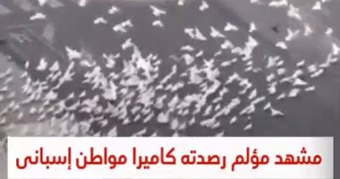 الطيور الجائعة بسبب كورونا تطارد سيدة عجوز بشوارع إسباينا.. فيديو