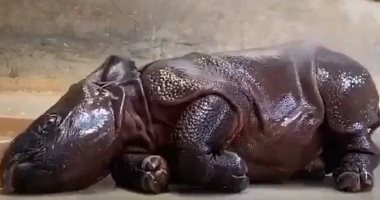 صغير وحيد القرن يلعب فى المياه بعد إغلاق حديقة حيوانات دنفر بكولورادو..فيديو