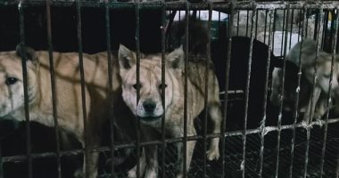 ديلى ميل: الصين مازالت تبيع الكلاب والقطط وسط أرضيات مليئة بالدماء.. صور