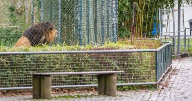 حدائق حيوان ألمانيا تطلب من أنجيلا ميركل دعما بـ 100 مليون يورو بسبب كورونا