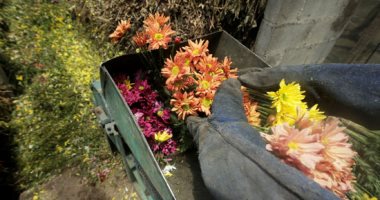 الجارديان: اليابان تضحى بعشرات الآلاف من الزهور لتجنب التجمعات خوفا من كورونا