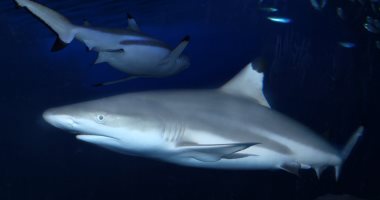 الإمارات ترفع حظر صيد وتجارة أسماك القرش