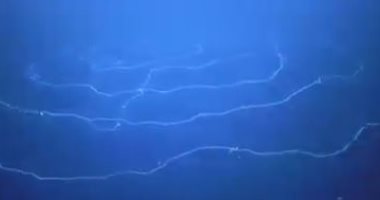 اكتشاف مخلوق غريب فى أعماق المحيط بالقرب من أستراليا.. فيديو وصور