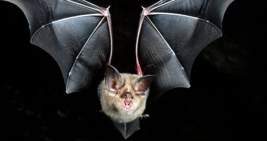 مش واحد بس..باحثون: الخفافيش تؤوى 6 أنواع جديدة من فيروسات كورونا