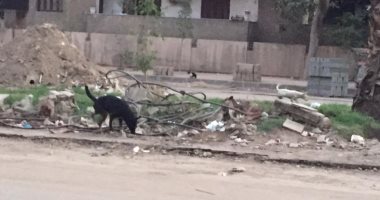 قارئ يشكو انتشار الكلاب الضاله بشارع سليمان أباظة بالمهندسين