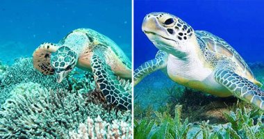 البيئة: السلاحف مهددة بالإنقراض بسبب إلقاء 8 مليون طن بلاستيك فى المحيطات 