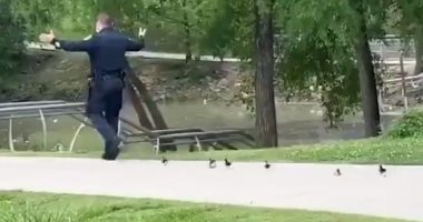 "تاهوا".. ضابط شرطة يؤمن طريق بط صغير فقدت الأم فى حديقة بتكساس