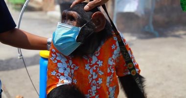 فيديو.. شمبانزى يحارب كورونا يرتدى كمامة ويرش مطهرات بحديقة حيوان بتايلاند