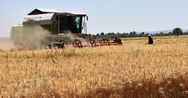 محافظ أسوان: بدء توريد محصول القمح بإجمالى 126 ألف طن لـ5 صوامع وشون