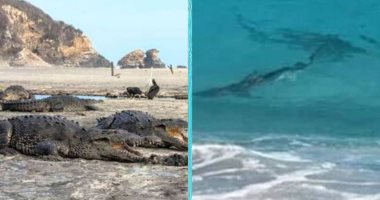 التماسيح تحتل الشواطئ المكسيكية بعد اختفاء السياح بسبب كورونا