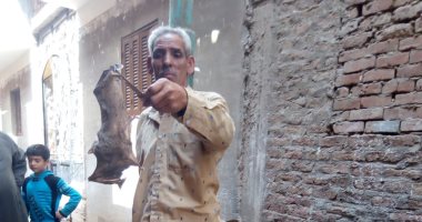5 صور ترصد جهود القضاء على الخفافيش بقرية الحزانية بشبين القناطر
