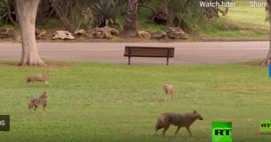 فى زمن الكورونا.. الحيوانات تقتحم الحدائق العامة فى إسرائيل