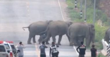 50 فيلاً تغلق طريقاً سريعاً فى تايلاند.. فيديو