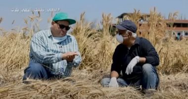 مدير البحوث الزراعية: محصول القمح يصل لـ9 ملايين طن ويحقق لمصر الاكتفاء الذاتى..فيديو