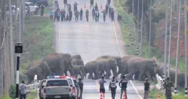 واخدين وضعهم.. إغلاق طريق سريع بتايلاند لمرور 50 فيلا الطريق للغابة.. فيديو 