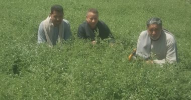 حصاد محصول البنجر فى المنيا.. والمزارعون: نجاح تجربة زراعته على مصاطب