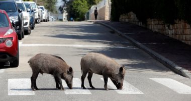 بعد خلو الشوارع بسبب كورونا.. الخنازير تتجول بحريه فى تل أبيب