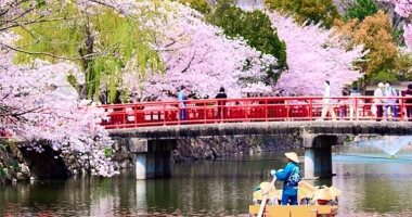 جمال الطبيعة.. مشاهد تفتح زهور الساكورا فى اليابان ترسم لوحة ربيعية بديعة