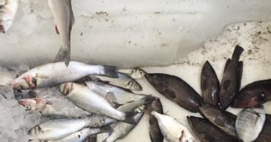 غرفة عمليات ببيطري كفر الشيخ وضبط 18 طن أسماك مملحة غير صالحة