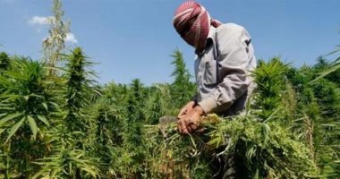 البرلمان اللبنانى يبحث فى جلسة اليوم تشريع زراعة الحشيش لانتاج الأدوية 