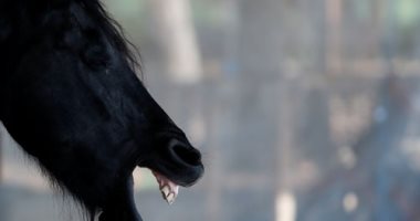 تايلاند تطعيم الآلاف الخيول ضد المرض الأفريقي