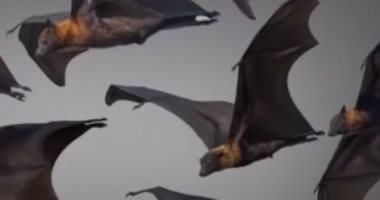عودة الخفافيش .. لماذا ظهروا من جديد في سمالوط بالمئات.. فيديو