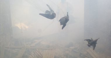 صور .. الخفافيش تهاجم سكان سمالوط بالمنيا .. ولجنة من الزراعة لمواجهتها