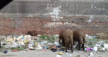 تراكم القمامة والأغنام فى شارع أبى ربيعة.. شكوى سكان الهرم
