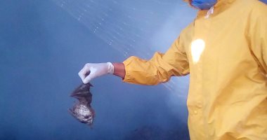 مكافحة العدوى بزراعة سمالوط: القضاء على جميع الخفافيش فى المنزل المهجور 