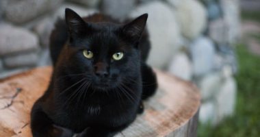 تعيين قطة سوداء عمدة لمدينة "الجحيم" بأمريكا.. فيديو