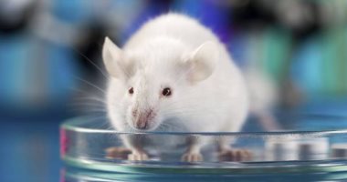 فى اليوم العالمى لفئران التجارب.. 6 أسباب جعلت من الفأر حيوان التجربة المعملية الأول