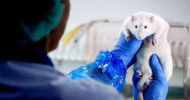 الجمعية العامة البيطرية بالاتحاد الأوروبى تدرس استخدام القنب لعلاج الحيوانات  