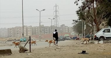 شكوى من تواجد الكلاب الضالة بجوار المتحف المصرى الكبير فى محافظة الجيزة