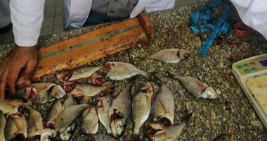 صور.. تنفيذ دراسات بيولوجية على أسماك بحيرة البردويل بشمال سيناء