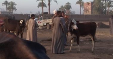إصابة مزارع بطلق نارى فى سوق مواشى بقنا بسبب خلاف على سعر عجل